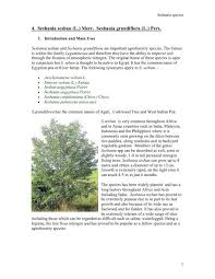 Image result for Sesbania sesban