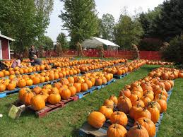 Jim's pumpkin farm started its roots in brookfield, wi by william klug. Waldvogel S Pumpkin Farm Juneau Updated February 2021 Top Tips Before You Go With Photos Tripadvisor