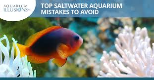 A saltwater aquarium is simply a tank that contains marine animals and/or plants. Aquarium Maintenance Top Saltwater Aquarium Mistakes To Avoid Aquarium Illusions Inc 17211 107 Ave Nw