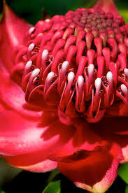 Pin On Flower Arranging