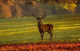 Wann hat was saison wild auf wild. Jagd Tschechien Alles Zu Jagdsport Jagderlaubnis Und Jagen In Tschechien