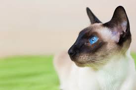 The siamese is one of the first distinctly recognized breeds of oriental cat. Siamese Cat Genetics Why Do Siamese Have Dark Points Cat World