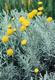 It will not tolerate excessive moisture. Lavender Cotton Evergreen Shrubs Plants Garden Shrubs