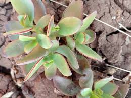 Image result for Stylochaeton borumensis