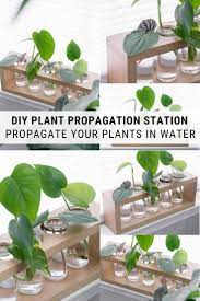 Diy Plant Propagation Station Made Of Pretty Glass Jars And Wood Propagating Plants Diy Plants Plant Pot Diy