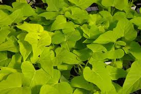 Potatoes are frequently served whole or mashed as a cooked vegetable and are also ground into potato flour. Sweet Potato Vine Poisoning In Cats Symptoms Causes Diagnosis Treatment Recovery Management Cost