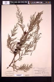 Image result for Cupressus lusitanica
