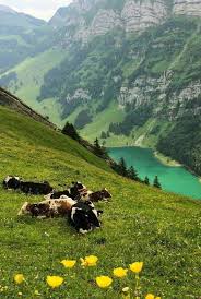 Switzerland Travel Adventure Vacation Holiday Travelphotography Tour Tourism Flight Easyjet Trips Nature Pictures Beautiful Nature Travel Aesthetic