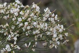 Image result for Retama monosperma