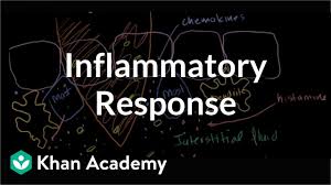 inflammatory response video immunology khan academy