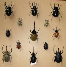 Thank goodness for tupperware which helped contain the critters somewhat. Dynastinae Wikipedia