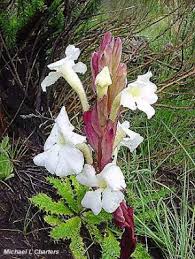 Image result for Harveya