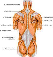 Muscle action exercises/machines chest press incline press pectoral fly. Pin On Lower Back Pain