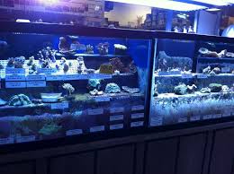 Nashville holistic pet offers thousands of dog and cat products to fit a variety of pets' needs. The Aquatic Critter Awesome Aquarium Shop In Nashville Nashville Shopping Aquarium Shop Nashville