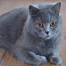 Ruyada Duman Rengi Kedi Gormek Ne Anlama Gelir Neye Isarettir Ruya Tabirleri