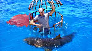 Great whites grow to be about 15 feet long and can weigh up to 5,000 pounds. How Far Away Can Sharks Smell Blood Down To Scuba