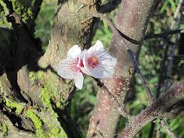 Just living is not enough. Flowers Blossoms Wildflowers Quotes Poems Sayings Lore Quotatons Poetry For Gardeners And Lovers Of The Green Way Part I