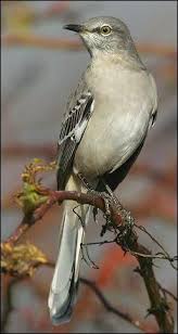 Northern Mockingbird Brown Bird With White Stripes On Wings And Tail Pin On Birds And Wildlife