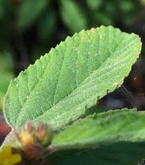 Image result for Waltheria indica