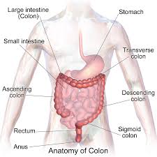 Abdominal Organs Colonic Hydrotherapy Large Bowel Natural Colon Cleanse