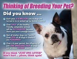 Pin By Christy Bernardin On Until One Has Loved An Animal A Part Of One S Soul Remains Unawakened Cat Illnesses Dogs Pets