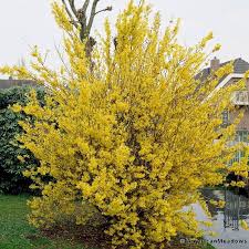Northern Gold Forsythia Forsythia Northern Gold At Gertens Fast Growing Shrubs Growing Shrubs Yellow Shrubs