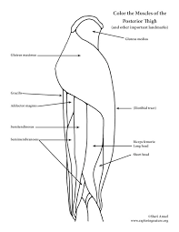 Staggering anatomy coloring pages muscles color book the yoga visual guide to form function and movement volume solloway kelly stutzman samantha. Muscles Of The Thigh And Hip Posterior Coloring