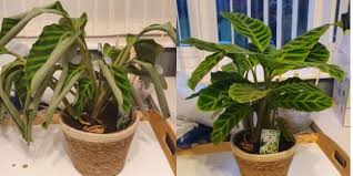 Why Are My Calathea Leaves Curling Causes And Solutions Smart Garden Guide In 2020 Calathea Plant Smart Garden Calathea