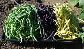 Use green beans that are tender and 'snappy' as they tend to rehydrate better later. Green Bean Varieties Types Of Green Beans