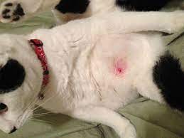 My Male Cat S Nipple Is Red Thecatsite