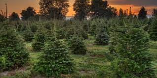 Take A Trip To A Tree Farm To Pick Out This Year S Christmas Tree Tree Farms Christmas Tree Farm Cool Christmas Trees