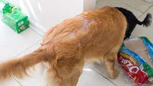 Common causes of hair loss in dogs. Pin On Dogvacay