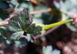 Image result for Geranium ocellatum
