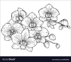 Beautiful Monochrome Floral Bouquet Of Orchid Vector Image Affiliate Floral Monochrome Beautifu Flower Drawing Tutorials Floral Drawing Orchid Drawing