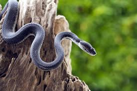 Maybe you would like to learn more about one of these? Top 7 Best Snake Repellents Reviewed 2019 Edition Pest Wiki