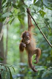 Sumatran Orangutan Chilling Animals Baby Orangutan Baby Animals
