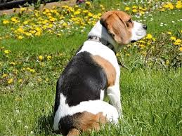 growth beagle puppy weight chart beagle