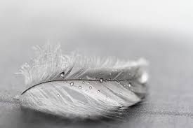 What Do Grey Feathers Mean Wishing Moon