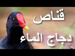 دجاج الماء الكاتب Ka3lok السلام عليكم و رحمة الله موضوعنا اليوم هو على دجاج الماء دجاج الماء من الطيور المائية حجمه قريب من حجم الحمامة يعش في البحيرات و المستنقعات المائية العذبة وسط حقول القصب و يمتاز باللون الأحمر لمنقاره يحرك ذنبه باستمرار أثناء المشي