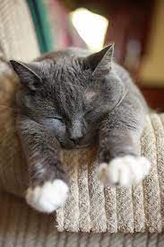 Bungalowclassic Cats Cute Cats Cute Animals