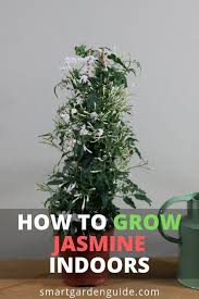 How To Grow Jasmine Indoors Read My Complete Guide To Jasmine Plant Care At Smartgardenguide Com Jasmine Plant Indoor Jasmine Plant Plants