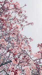 Cherry Blossom Aesthetic Gray Pink Sakura Cherry Blossom Wallpaper Cherry Blossom Wallpaper Iphone Cherry Blossom Japan