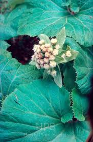 Image result for Vernonia centaureoides