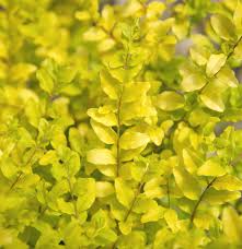 Image result for Ligustrum sinense