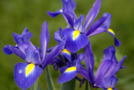 We did not find results for: Blue Flowers Interflora
