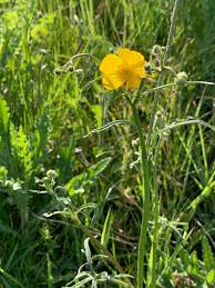 Image result for Ranunculus raeae