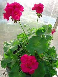 الخبيزة الإفرنجي Pelargonium zonale-hybr ‏ Images?q=tbn:ANd9GcTy5rcfwoUJ14TbL5RWkejKy4MB7bPVrvx6ZVzZ7HihXXx78fEAutEYGeATqcc9h_fdO3Q&usqp=CAU