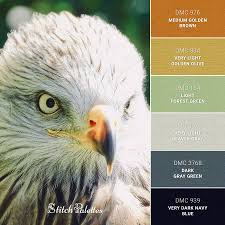 Juvenile bald eagle eyes are brown and gradually lighten as they mature. Eagle Eyes Embroidery Color Palette With Thread Codes
