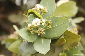 Image result for Syzygium cordatum