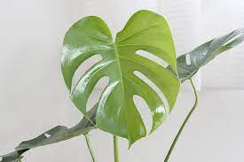 モンステラの新しい葉 uchi de green 観葉植物 モンステラ モンステラ 観葉植物